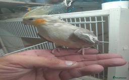 Cockatiels birds for sale: Hand reared semi tame cockatiels  - Image 2