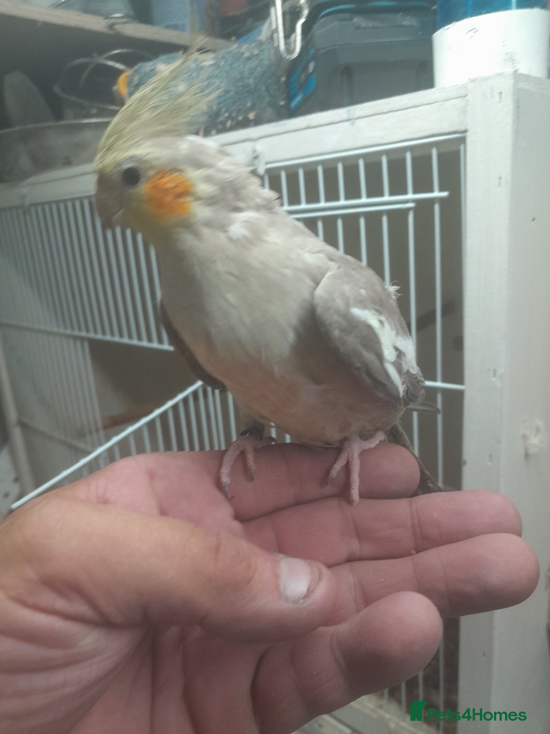 Cockatiels birds for sale: Hand reared semi tame cockatiels  - Image 2
