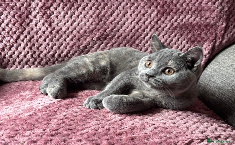 British Shorthair cats - Advert 3
