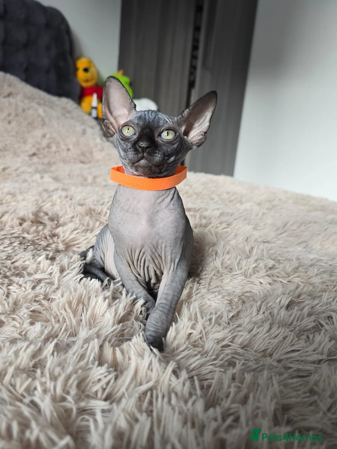 Sphynx cats for sale: Little princess  - Advert 20