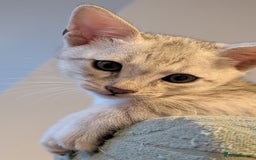 Savannah cats for sale: Savannah F6 kittens *Last one Left* - Image 12