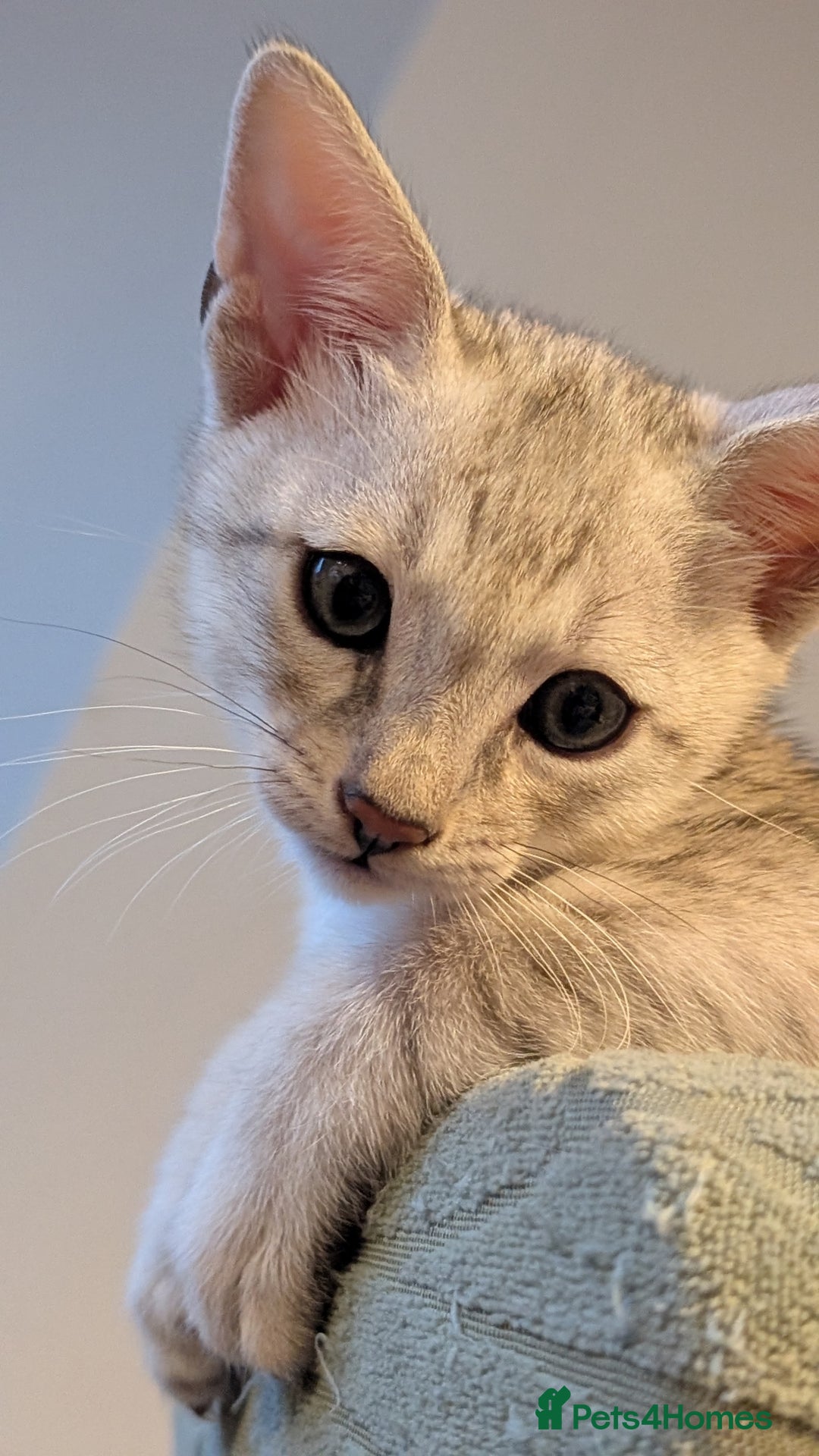Savannah cats for sale: Savannah F6 kittens *Last one Left* - Image 12