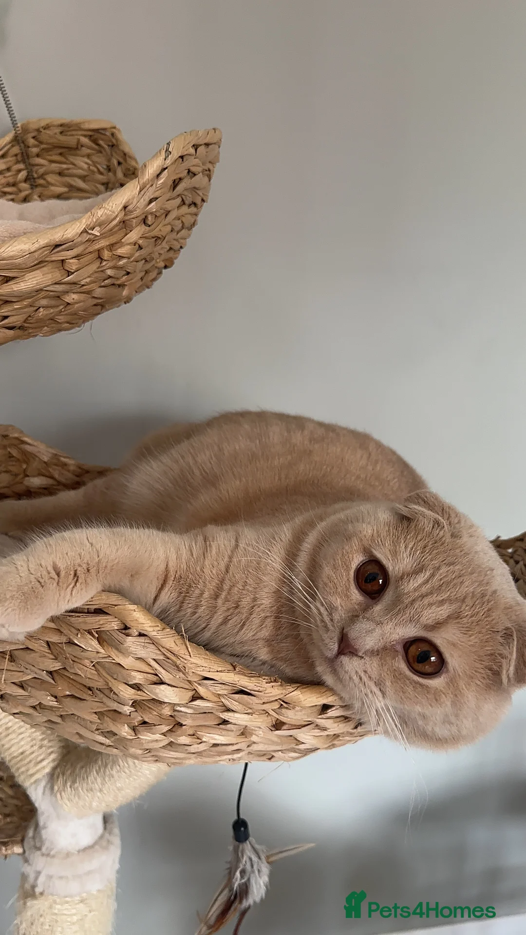 Scottish Fold cats for stud: Fantastic Cream Scottish fold for stud duties  in Derby - Advert 3