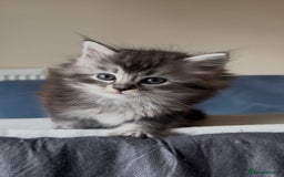 Persian cats for sale: ALL SOLD! PERSIAN-RAGDOLL KITTENS - Image 2