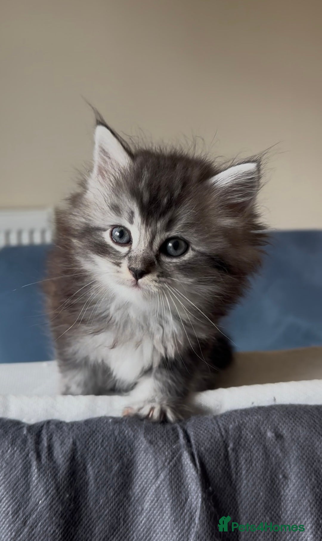 Persian cats for sale: ALL SOLD! PERSIAN-RAGDOLL KITTENS - Image 2