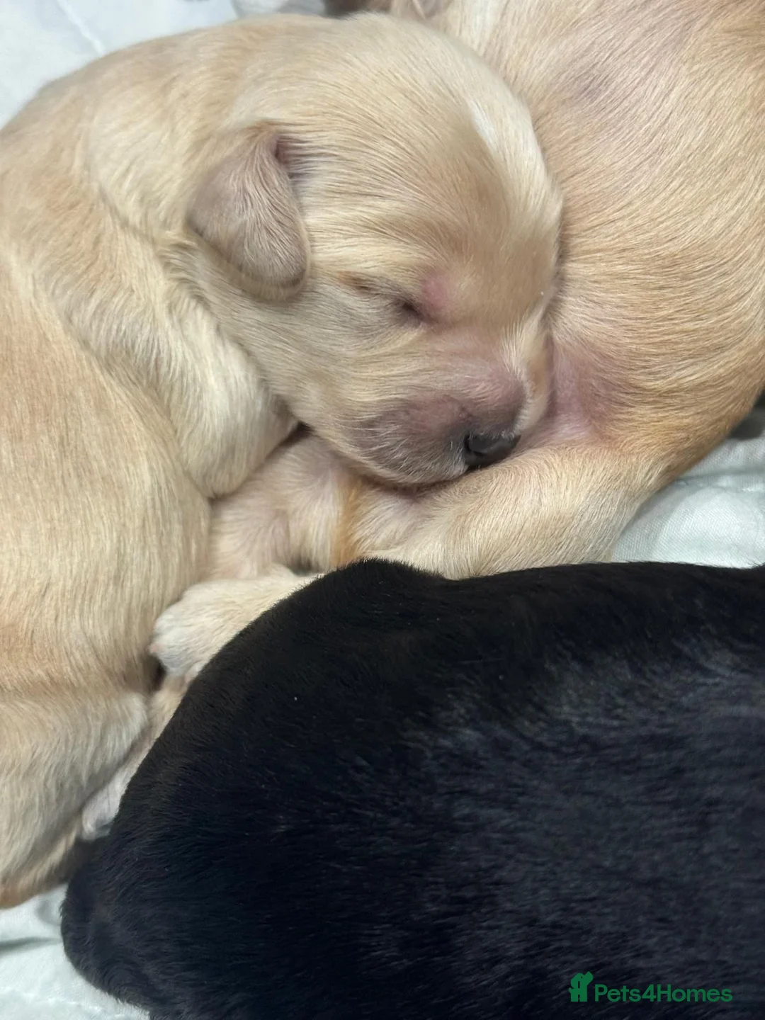 Cocker Spaniel dogs for stud: Show Type Cocker Spaniel For Stud  in Barnsley - Advert 13