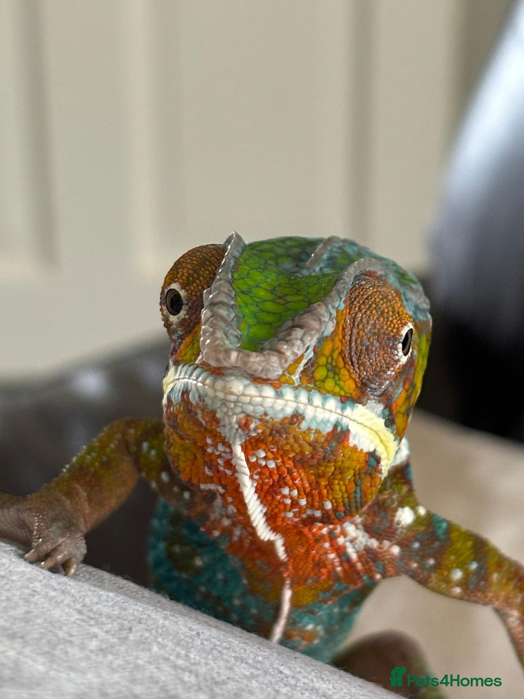 Chameleon reptiles for sale: Male chameleon and full set up  - Image 4