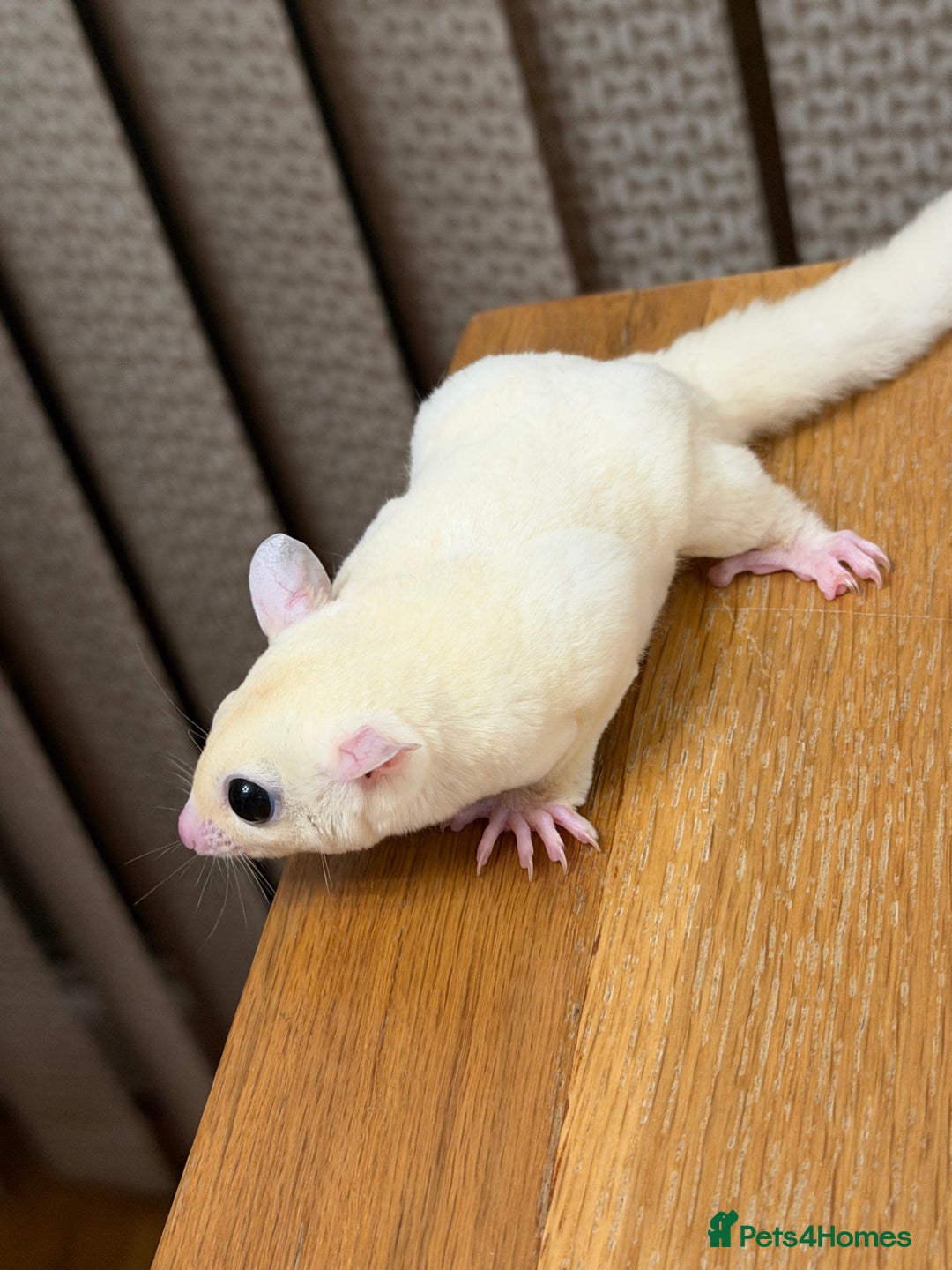 Sugar Glider rodents for sale:  2 Female Sugar Gliders – 5 Months Old (Tame) - Image 5