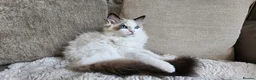 Ragdoll cats for sale: STUNNING RAGDOLL BOY – ACTIVE BREEDING - Advert 10