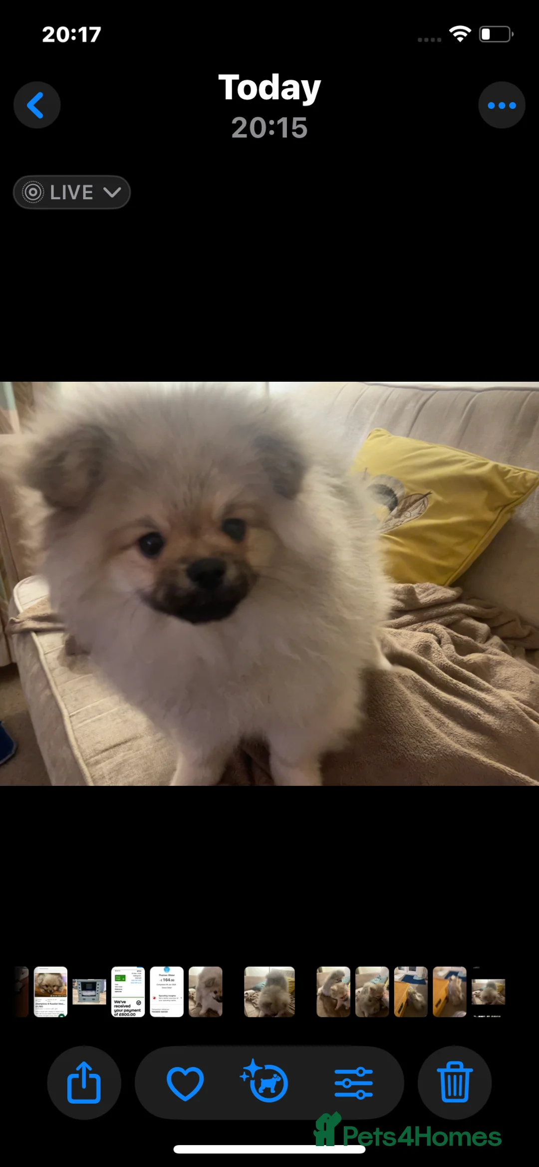 Pomeranian dogs for sale: 5 Generation champion Russian bloodline - Advert 39