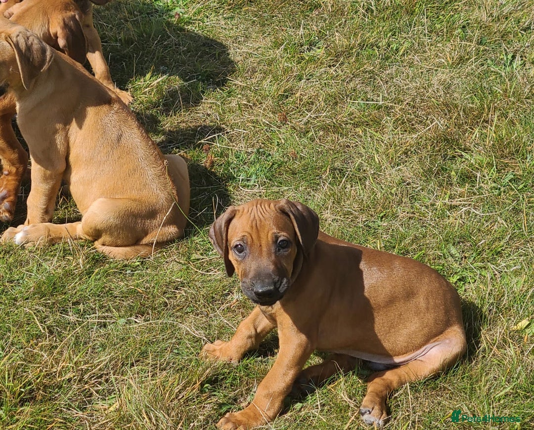 Rhodesian Ridgeback dogs for sale: Big bold bouncy bundles  - Image 5