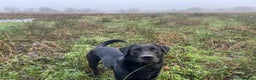 Labrador Retriever dogs for stud: Working Black Labrador Stud - Advert 6