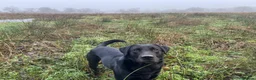 Labrador Retriever dogs for stud: Working Black Labrador Stud - Advert 6