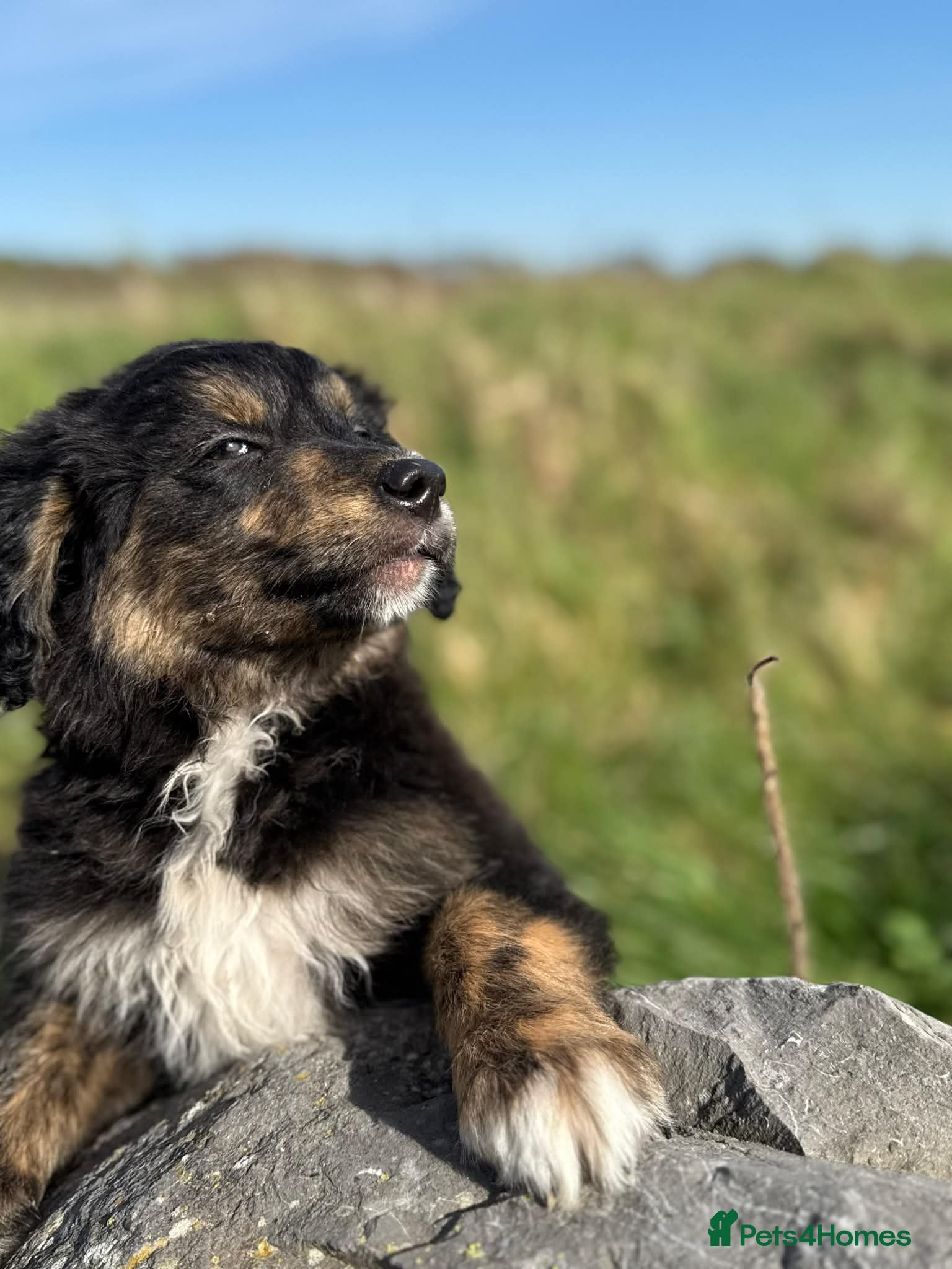 Golden Retriever dogs Fully Trained Golden Retriever x Border Collies - Advert 2