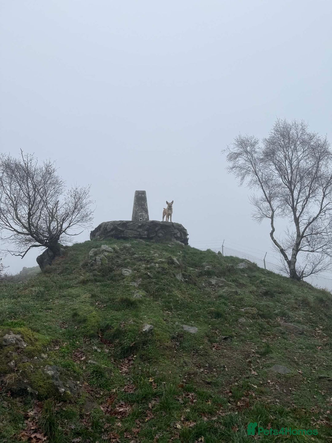 Belgian Shepherd Dog dogs for sale: Malinoise Female 9 month Old  - Advert 5