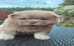 Chow Chow dogs for sale: 💫Stunning Chows Available 🥰❤️ - Image 14