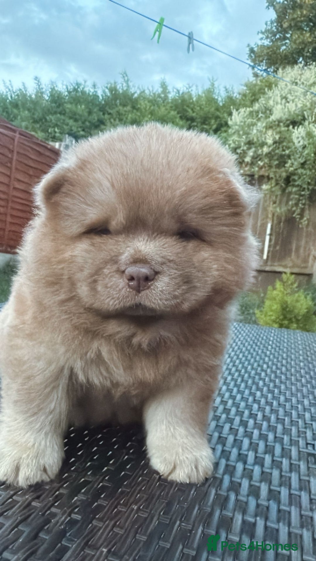 Chow Chow dogs for sale: 💫Stunning Chows Available 🥰❤️ - Image 14