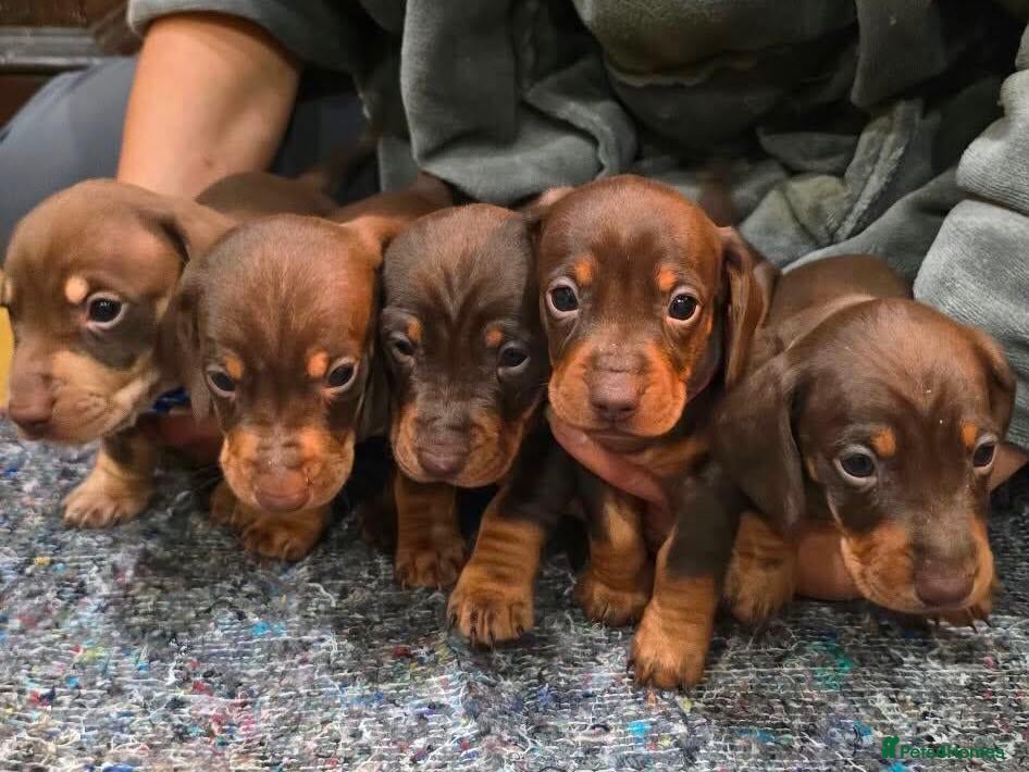 Miniature Dachshund dogs 5 Beautiful KC Registered Miniature Dachshund Pups - Advert 1