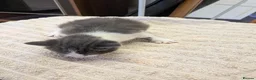 Mixed Breed cats for sale: 4 beautiful kittens for sale  - Advert 14