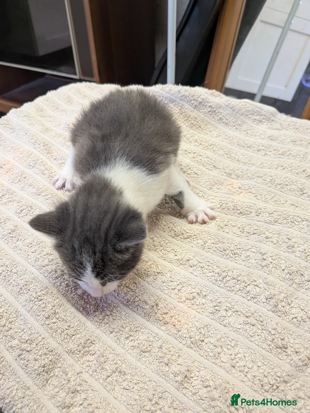 Mixed Breed cats for sale: 4 beautiful kittens for sale  - Advert 14
