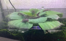 Newt reptiles for sale: Alpine newts for sale - Image 4