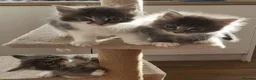 Maine Coon cats for sale: Beautiful Maine Coon Kittens – Ready at 11 Weeks!  - Advert 4
