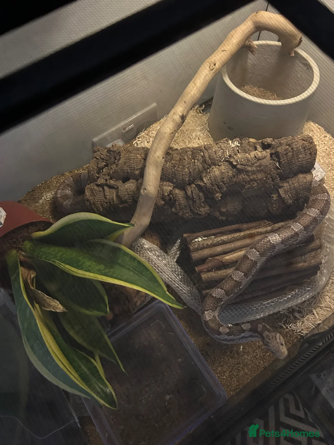 Corn Snake reptiles for sale: Adult Corn Snake & Full Setup - Advert 6
