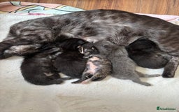 Maine Coon cats for sale: 5 bengal/maine coon kittens - Image 5