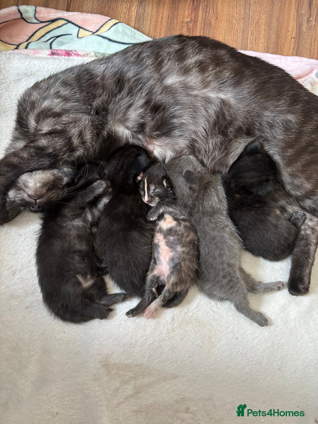 Maine Coon cats for sale: 5 bengal/maine coon kittens - Image 5