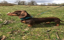 Miniature Dachshund dogs for stud: Proven, KC, PRA clear, tested Miniature Dachshund in Hinckley - Image 4