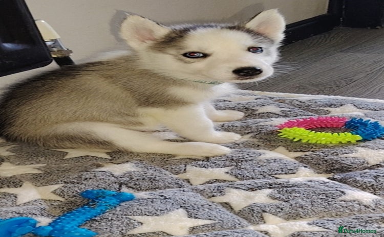 Siberian Husky dogs - Advert 10