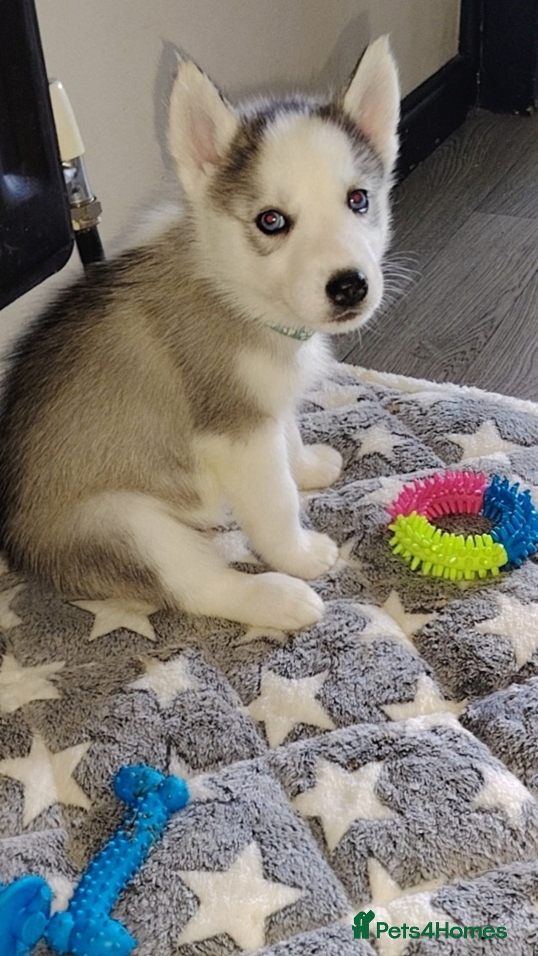 Siberian Husky dogs for sale: Siberian huskys READY NOW 1 boy 1 girl. - Image 5