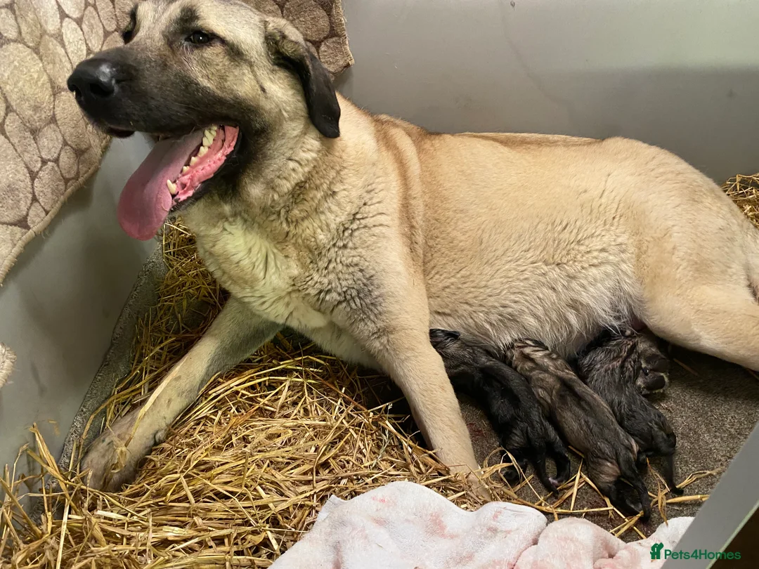 Turkish Kangal dogs for sale: Turkish kangal pups  - Advert 2