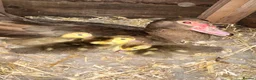 Ducks poultry for sale: Muscovy - lots of colours - Hatched Regularly - Advert 5