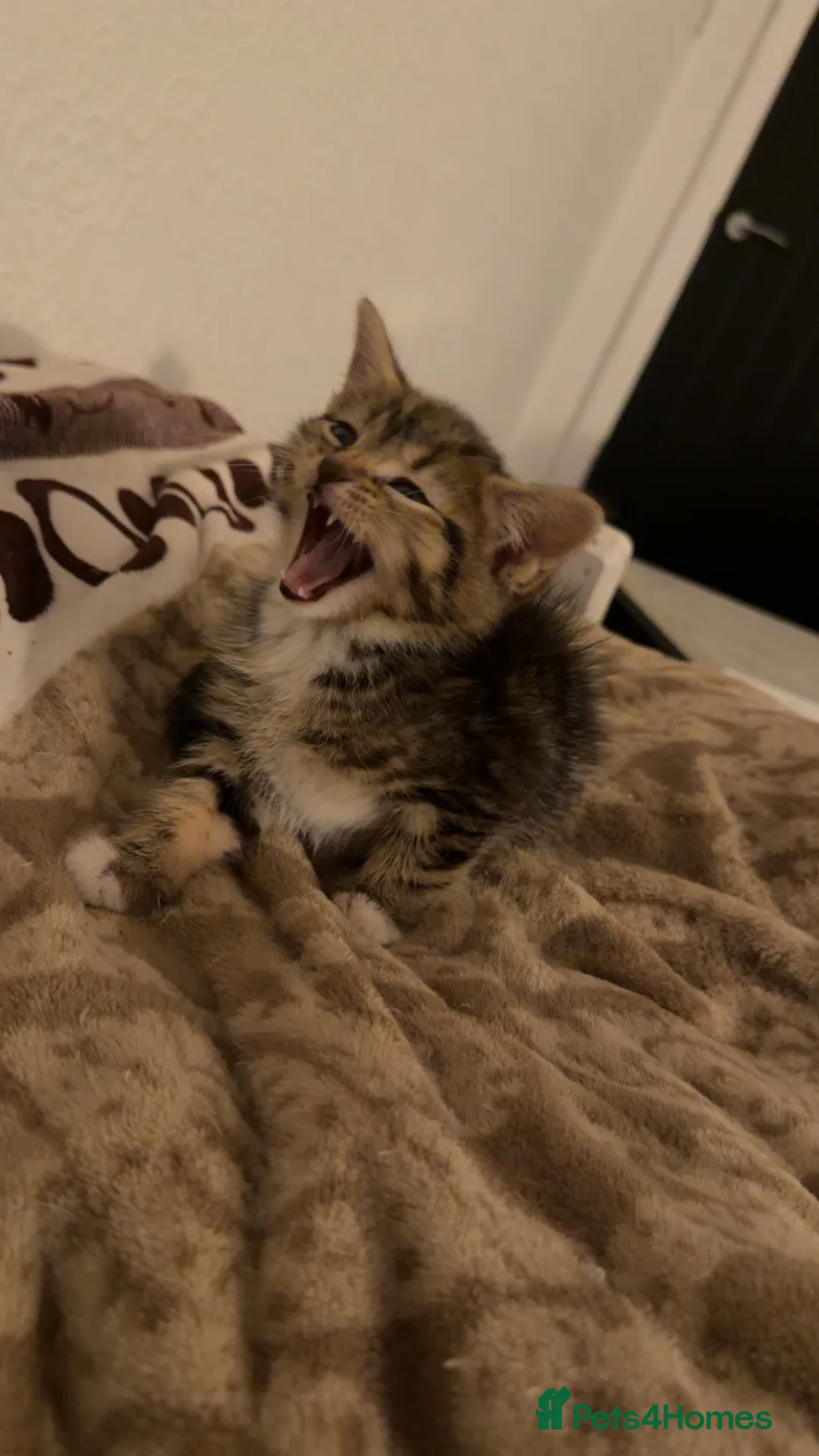 Mixed Breed cats for sale: Tabby n mixed breed kitten - Advert 2