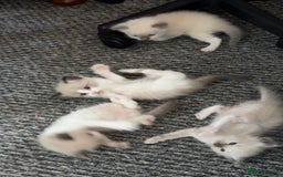 Ragdoll cats for sale: Ragdoll kittens for sale in Romford - Image 11