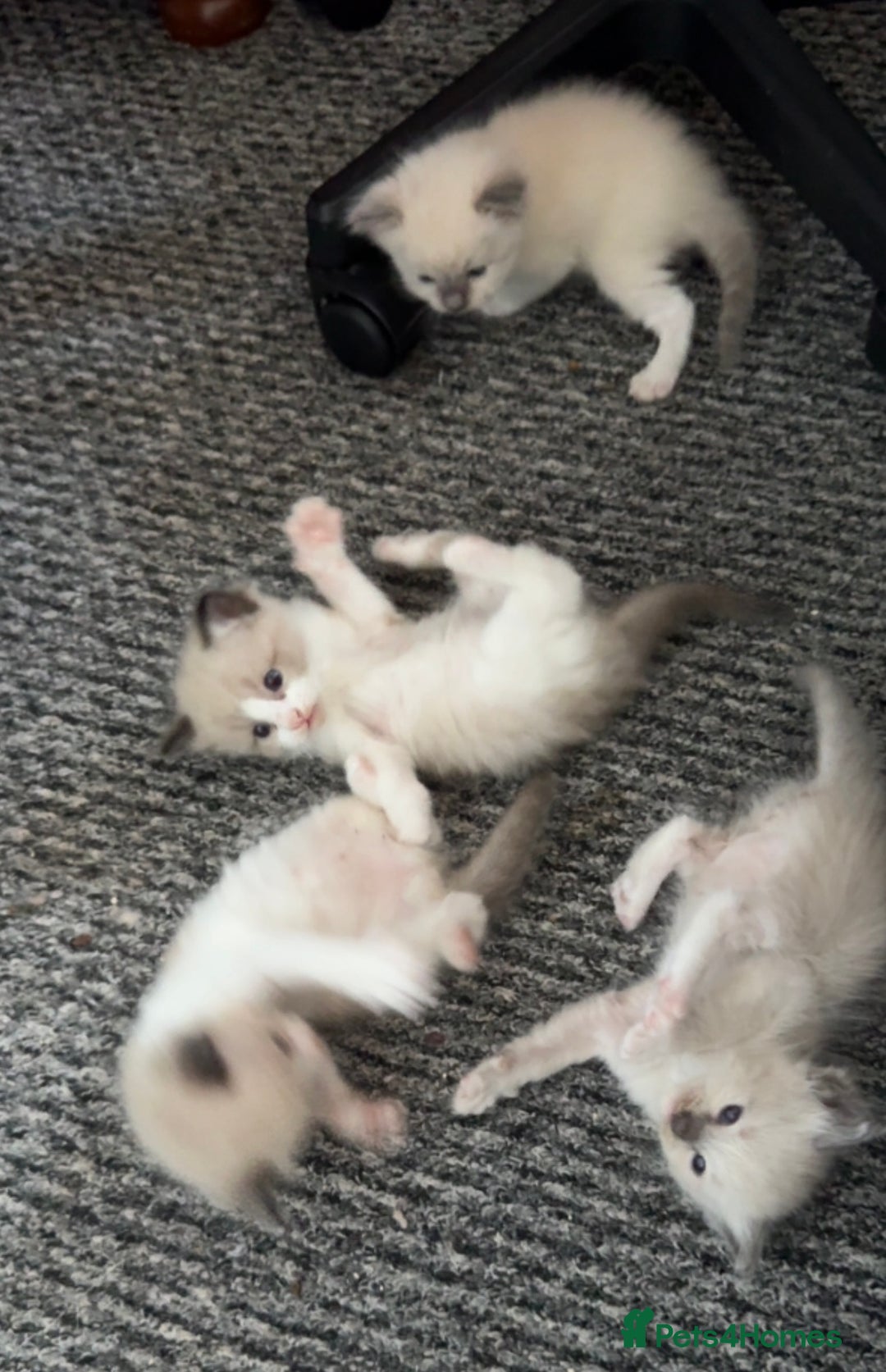 Ragdoll cats for sale: Ragdoll kittens for sale in Romford - Image 11