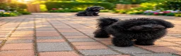 Toy Poodle dogs for sale: Gorgeous Black Asian Toy Poodle Boy - Ready Now 🐾 - Advert 5