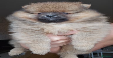 Pomeranian dogs - Advert 13