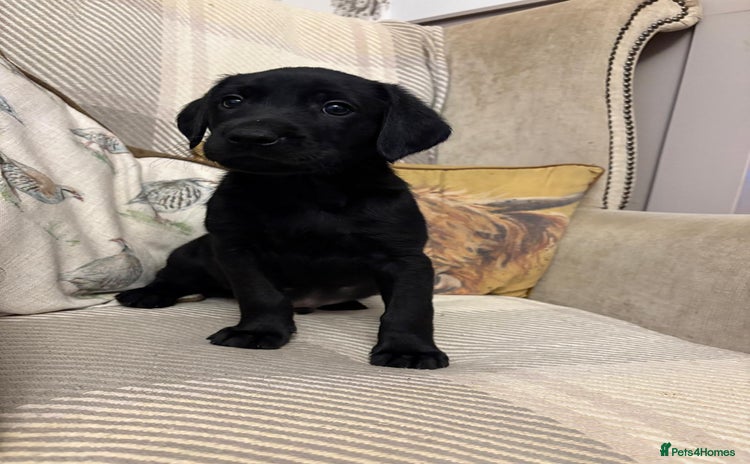 Labrador Retriever dogs - Advert 11