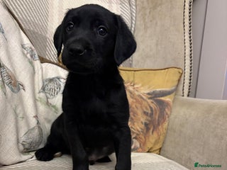 Labrador Retriever dogs - Advert 5