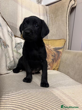 Labrador Retriever dogs - Advert 9
