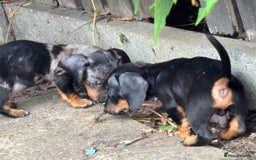 Dachshund dogs for sale: Miniature dachshunds ready now 💗 - Image 19
