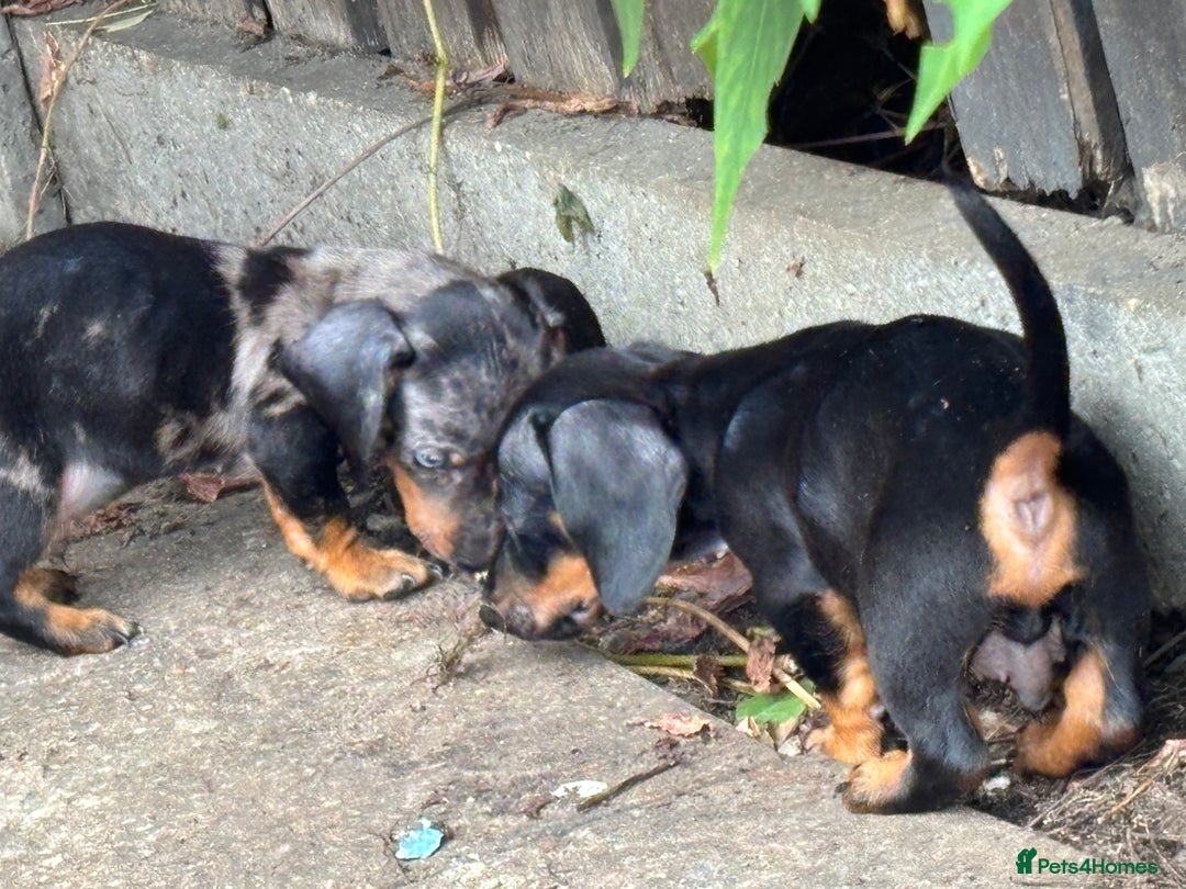 Dachshund dogs for sale: Miniature dachshunds ready now 💗 - Image 19