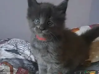 Maine Coon cats GCCF registered Blue Maine coon litter - Advert 16