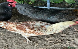 Chickens poultry for sale: 11 chickens for sale  - Image 20