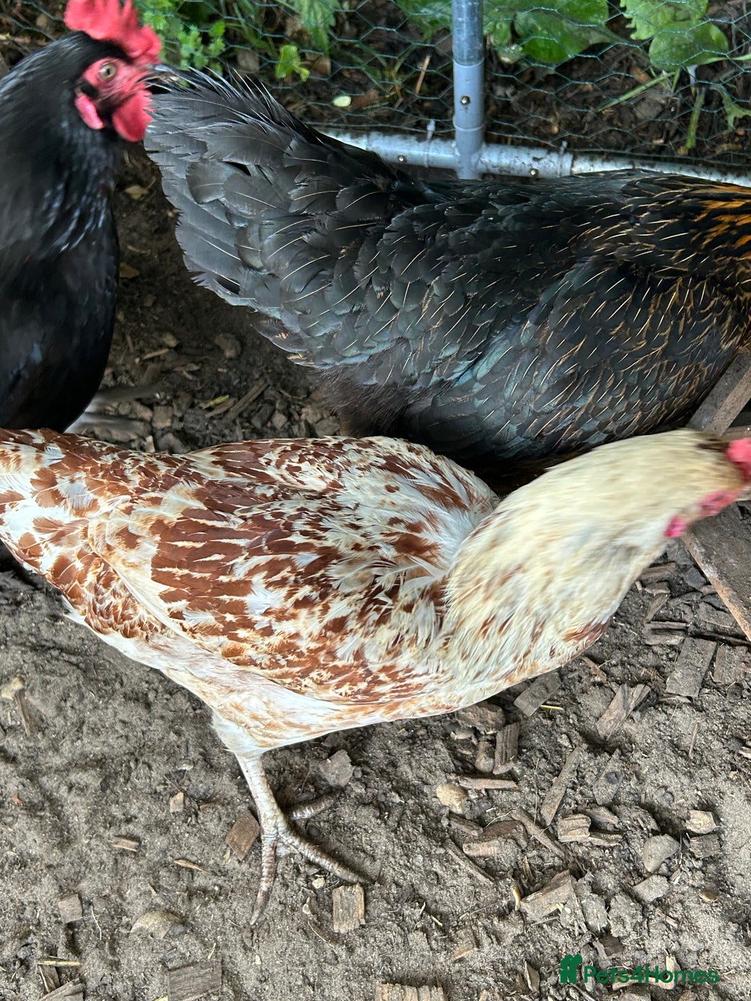 Chickens poultry for sale: 11 chickens for sale  - Image 20