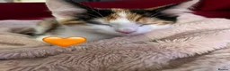 Mixed Breed cats for sale: 😻💚🩵💙🧡💛😻 - Advert 11