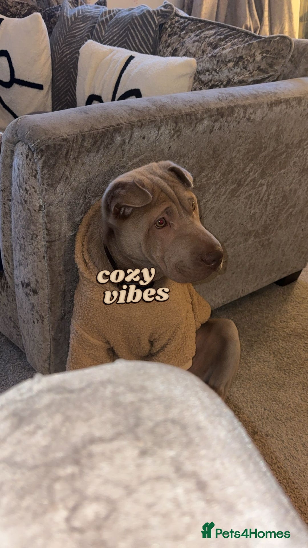 Shar Pei dogs for sale: 8 month old shar pei girl  - Advert 3