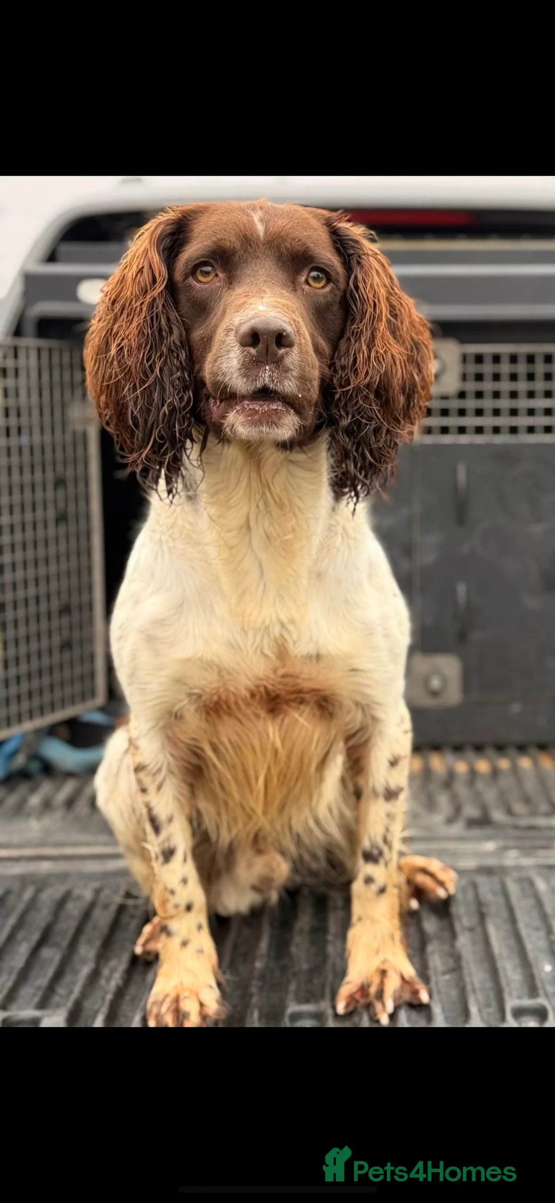 English Springer Spaniel dogs for stud: Stunning Kc Reg English Springer Spaniel..  - Advert 5